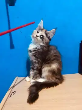 mainecoon betina