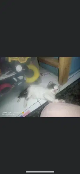 Kitten mixdome jantan
