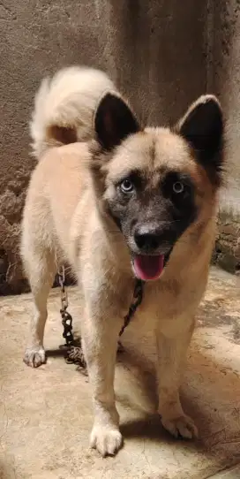 Anjing Siberian Husky mix Belgian malinois
