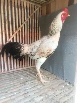 Ayam bulbi pama