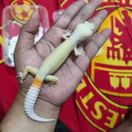 leopard gecko blazing blizzard jantan