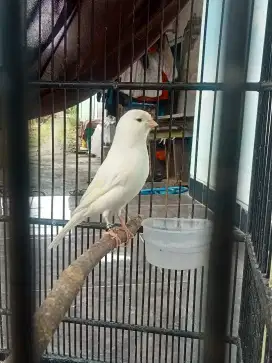 KENARI AF PUTIH ring