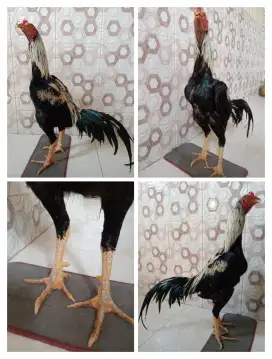 Ayam Bangkok widu