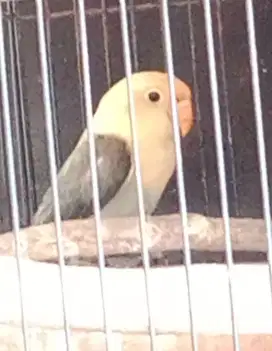 Lovebird biola PB mouve love bird jantan balibu