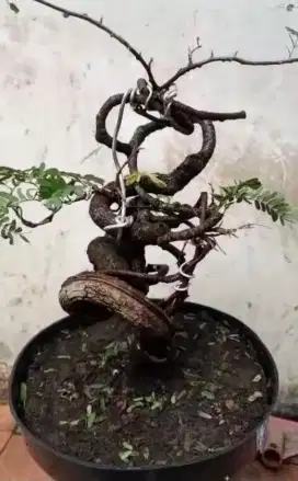 Jual Bonsai Asem Jawa
