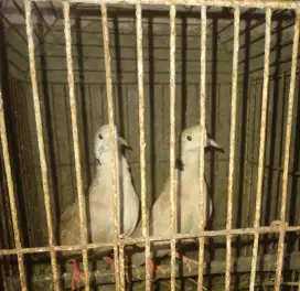 PUTER PELUNG ASLI SEPASANG & 1 ANAKAN