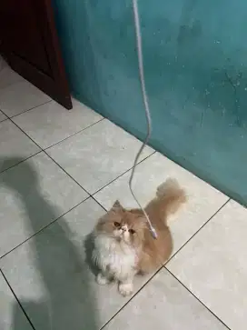 Peaknose jantan gembul
