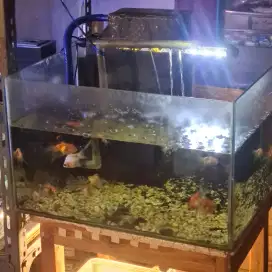 Jual set Aquarium 50cm x 40cm x 30cm Komplit
