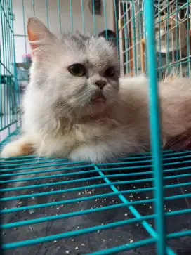 Peaknose Betina