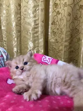 Open Adopt Kitten Persia Anak Kucing Jantan 3 Bulan