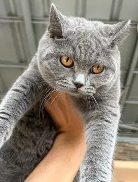 Kucing british shorthair betina bsh british short hair