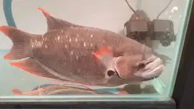 gurame sabah 45 cm