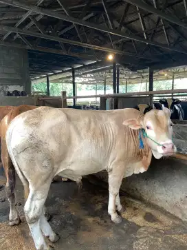 SAPI QURBAN SEHAT SESUAI SYARIAT