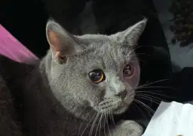 british shorthair jantan