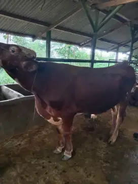 SAPI  Qurban timbang hidup.