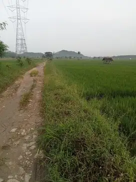 Tanah dan sawah ( tempat usaha )