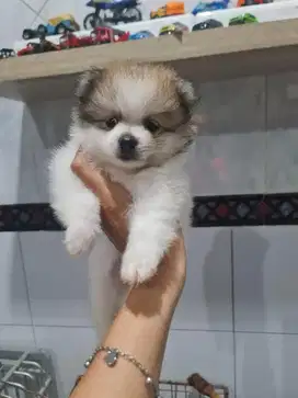 Minipom pomerian German spitz