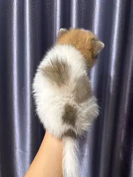 Minipom pomerian German spitz