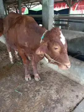 SAPI QURBAN TIMBANG HIDUP