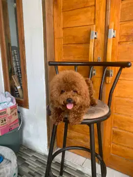 Red toy poodle jantan super red 11 bulan