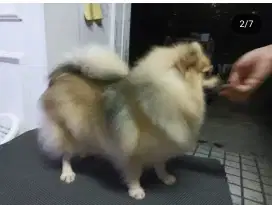 Anjing minipom dewasa