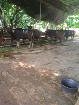 Menjual hewan Qurban sehat, murah ,amanah