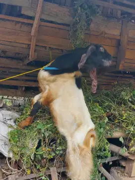 Bismillahirrahmanirrahim jual kambing qurban