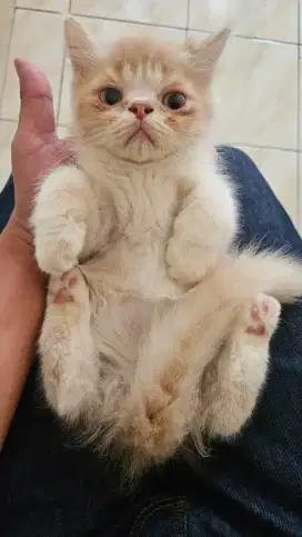 Kitten Kucing Persia Jantan