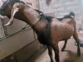 Bismillahirrahmanirrahim jual kambing qurban