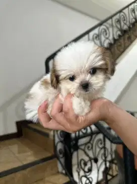 Jual Anjing Shih-Tzu Medan