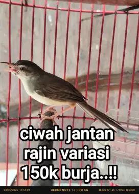 Ciblek sawah rajin