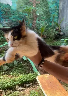 Mainecoon betina proven