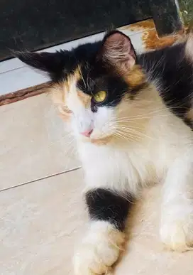 Mainecoon betina proven