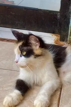 Mainecoon betina proven