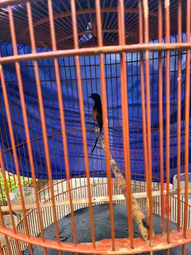 Jual Murai Batu Prestasi