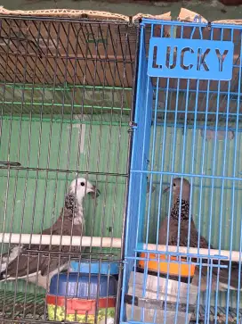 Tekukur derkuku blorok bukan perkutut bukan puter pelung bukan kandang