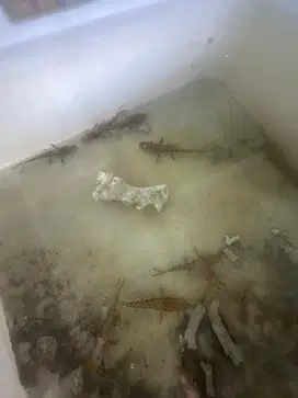 IKAN TSN CATFISH,LELE PREDATOR,BUKAN RTC,LEOPARD