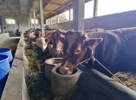 SAPI QURBAN KOTA MALANH