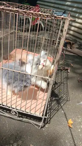 Kitten peaknose betina dan jantan