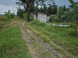 Dijual tanah sawah di minggir sleman