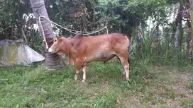 Sapi kurban, Harga( Nego)