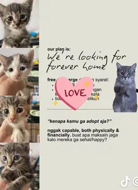Kitten Lokal gratis