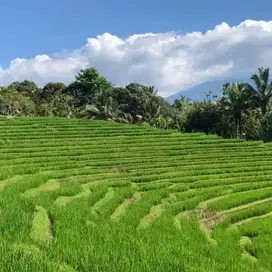 Tanah Kebun view sawah gunung Dan sungai di tabanan