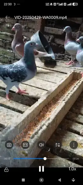 Burung merpati pos import jantan dan betina pasangan / satuan