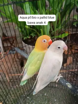 Aqua px/bio x pallid blue