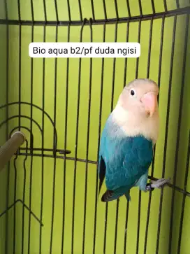 Bio aqua d2/pf duda