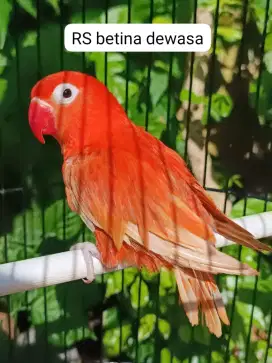 Love bird RS betina dewasa