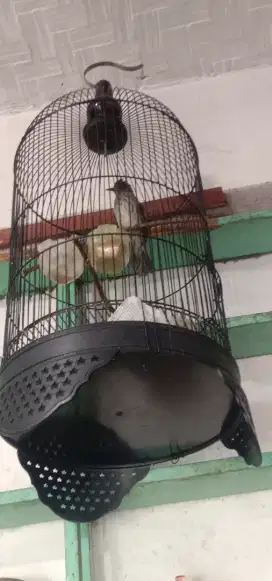 Burung siri siri rawatan