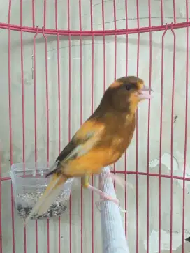Kenari Spanish Timbrado x SF Gacor