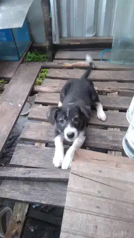 Anak anjing kampung